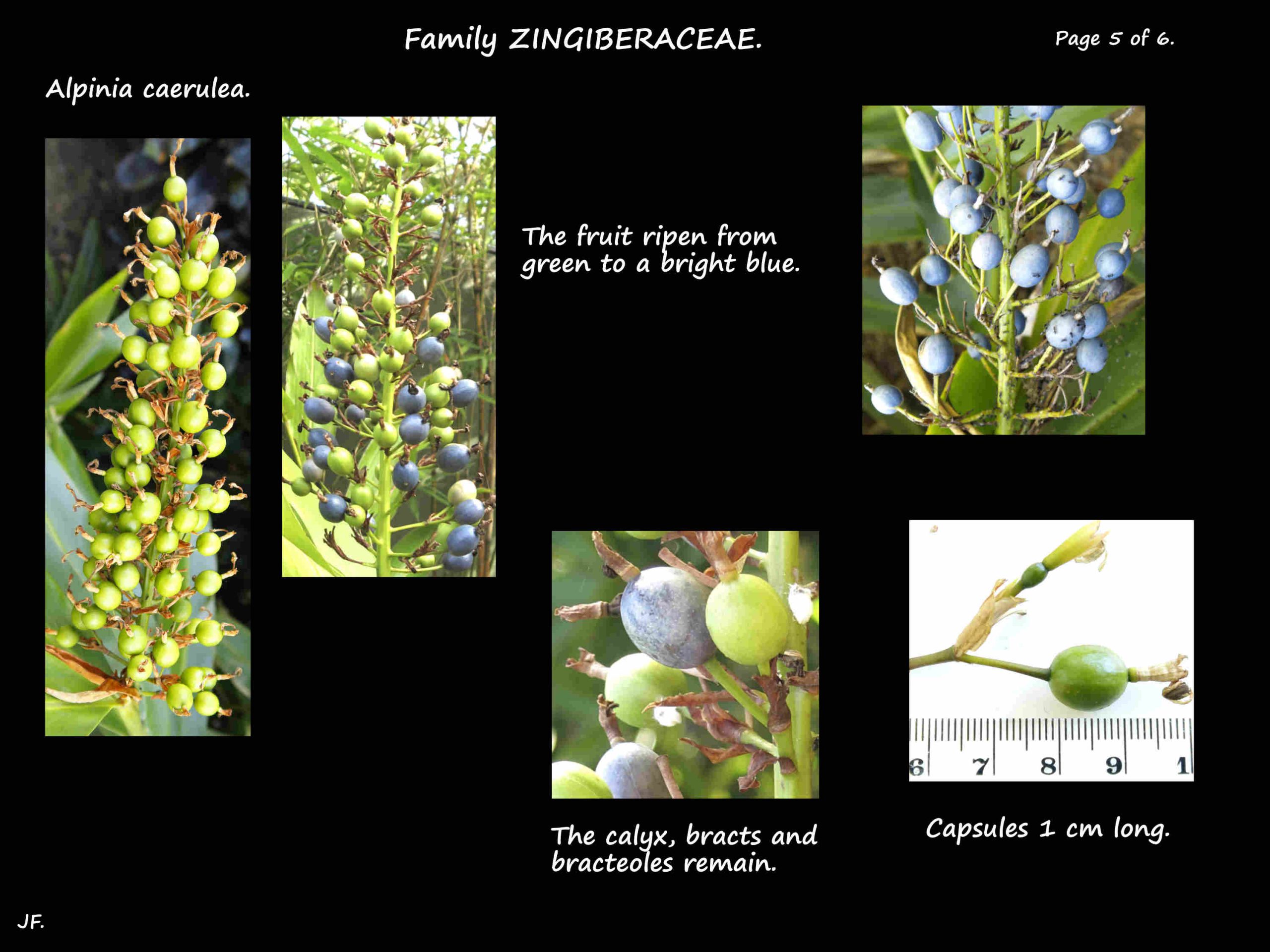 5 Alpinia caerulea capsules